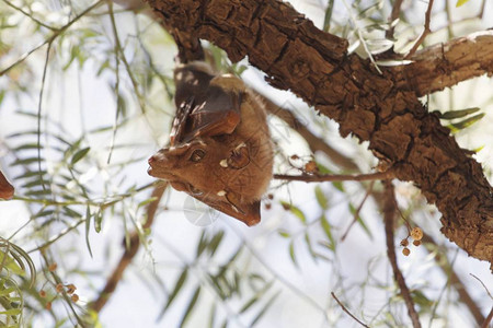 埃塞俄比亚北部一棵树上的肩章果蝠图片