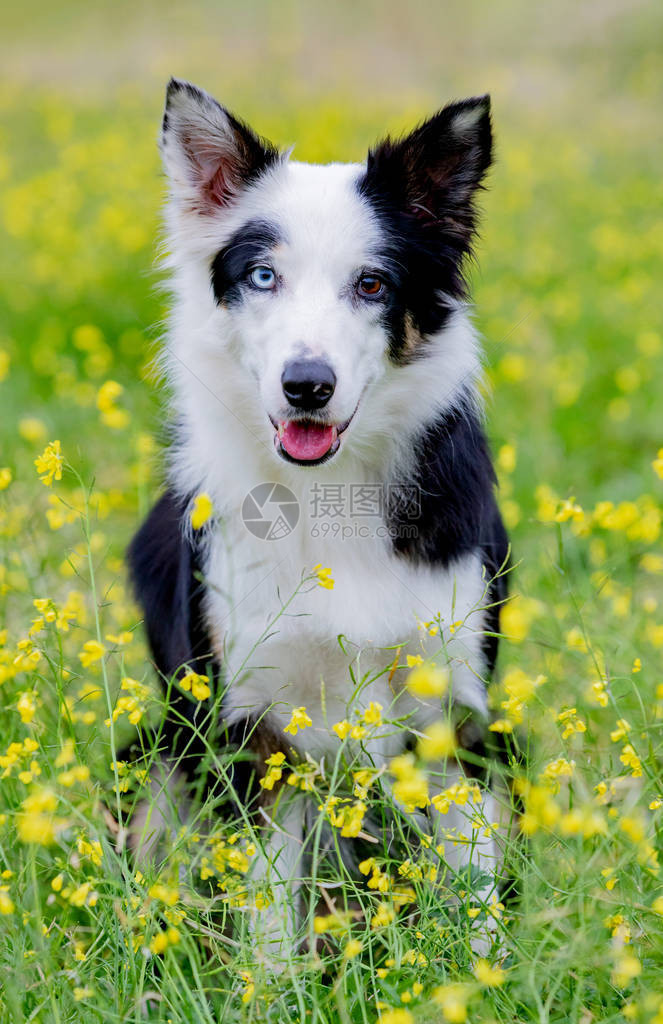 美丽的黑白边境狗有不同颜色的图片