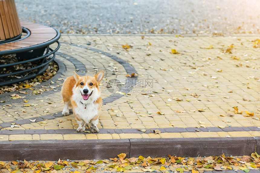 在秋天寒冷的日子里被抛弃或丢弃的狗站在街上图片