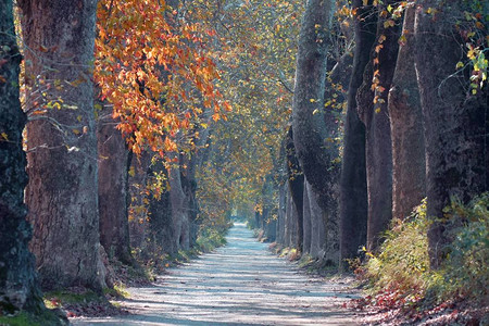 在两边森林和木的深处以秋色最美的树状泥图片