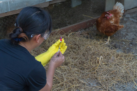 h5活动页女农民坐在养鸡场旁边背景
