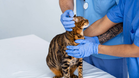 动物医生的近视和助理在兽医诊所检查猫耳图片