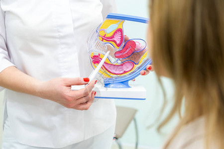 使用子宫解剖模型进行妇科医图片