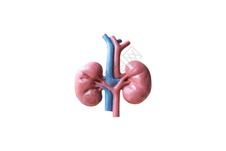 人类肾脏解剖模型孤图片