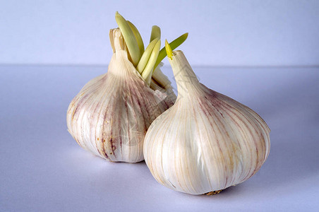 浅色背景上的大蒜头大蒜的药用价值天然香料大蒜特写辛辣的香料天然消毒图片