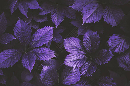 常春藤新鲜的叶子在紫色的背景图片