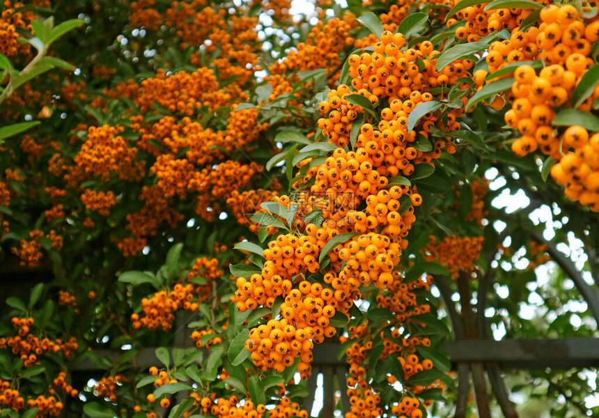 FiirthornPyracantha的Vivid橙子果类皮拉坎塔在栅栏上生图片