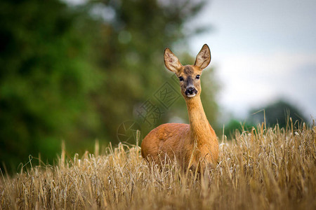 大自然中的鹿图片