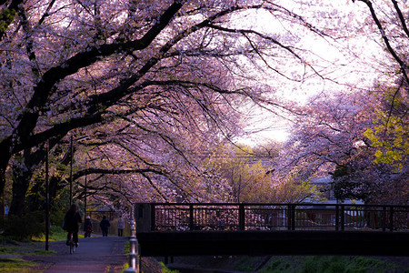 樱花树下的小路图片
