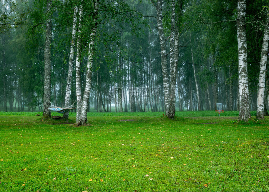 秋天清晨的绿雾风景白树林模糊图片