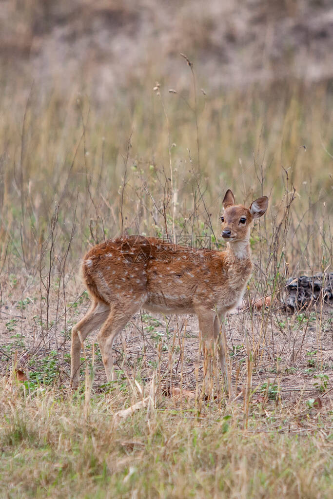 deer轴心图片