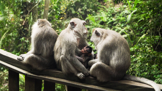 猴妈母乳喂养婴儿猴子猕猴在雨林中猴子在自然环境中印度尼西亚巴厘岛长尾图片