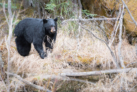 野生的黑熊动物图片