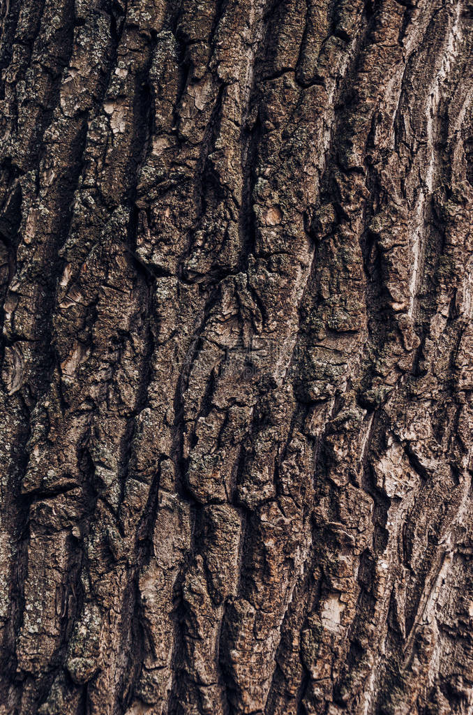 质地古老树皮的背景白杨树皮图片