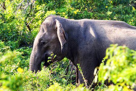 一只大象在雅拉国图片