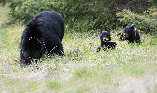 野生黑熊动物图片