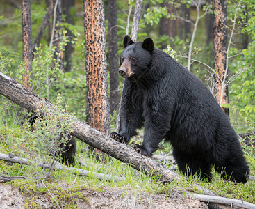 野生的黑熊动物背景图片