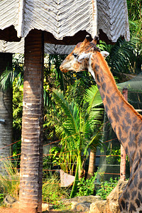泰国曼谷考丁公园都喜动物园的长颈鹿都喜动物园是泰国曼谷最图片