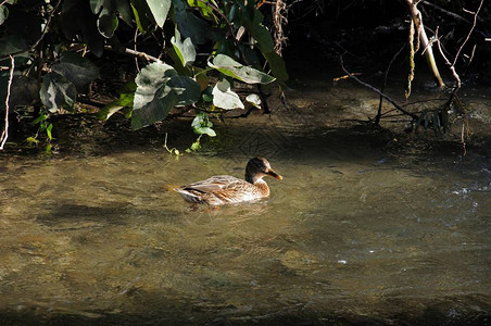 河上的雌野鸭图片