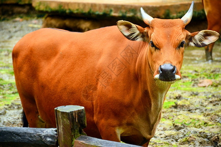 Kawi野生动物公园发现一头野生牛图片