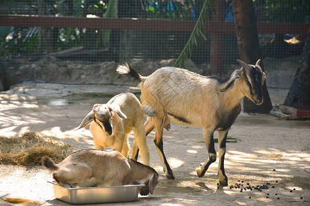 Zoo是泰国曼谷最古老的动物园图片