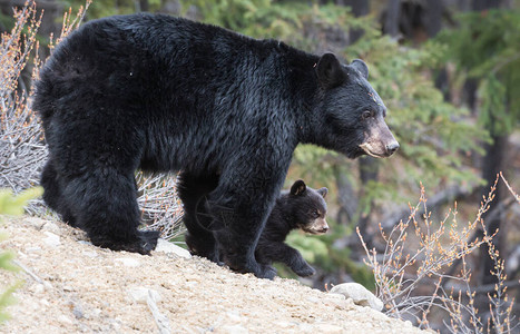 野生黑熊动物背景图片