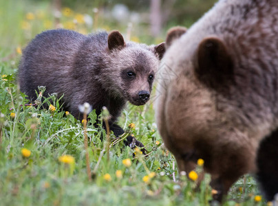 野生动物中的灰熊动物图片