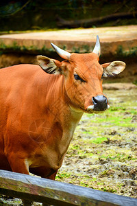 Kawi野生动物公园发现一头野生牛图片