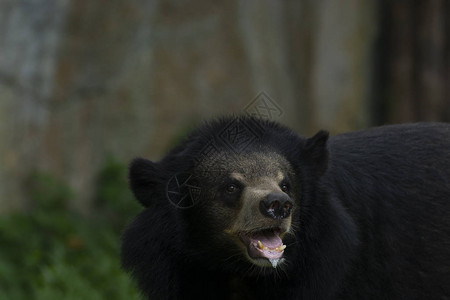 亚洲黑熊Arctictisbenturong看到食物让图片