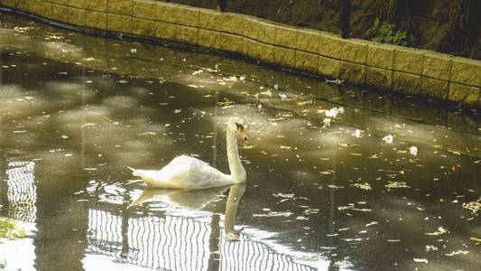 夏天池塘上的白天鹅图片