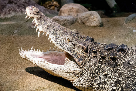 古巴鳄鱼Crocodylusrhombifer是只在古巴发现图片