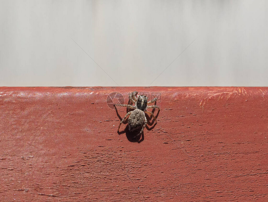 蜘蛛arachnide动物图片