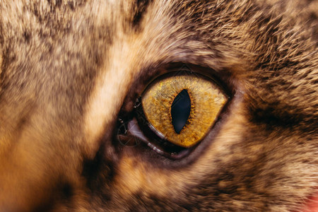 微距拍摄猫眼的特写背景图片