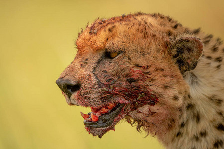 血淋的猎豹脸向左特写图片