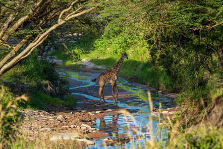 Masai长颈鹿横穿树图片