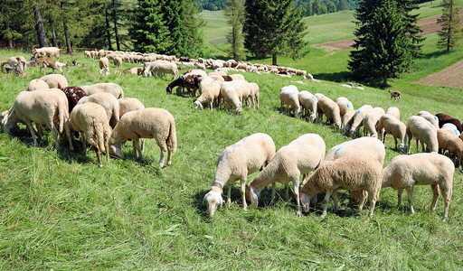夏天羊群在高山草甸上吃草图片
