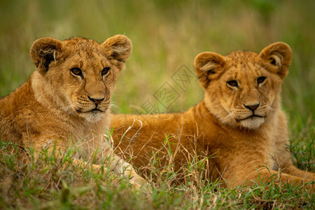 两只狮子幼崽紧图片