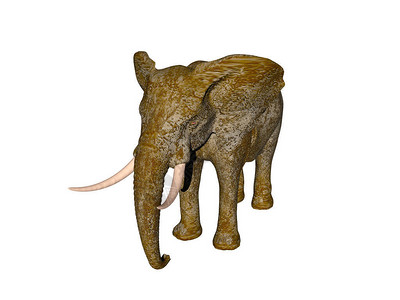 长牙的灰色大象背景图片