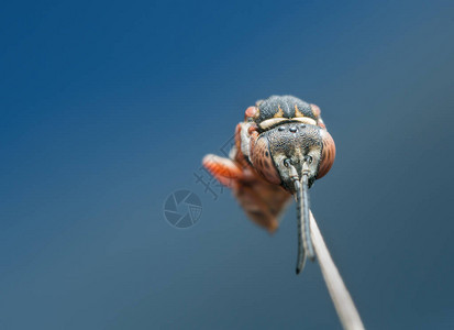 Cuckoo蜜蜂Epeolus图片