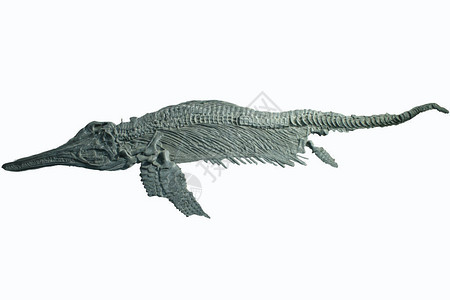 一种海洋爬行动物的化石Stenper图片