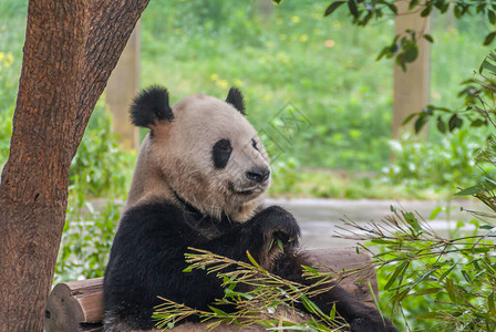 动物园熊猫屋图片