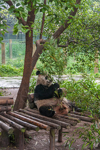 动物园熊猫屋图片