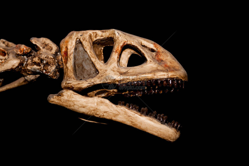 一个可怕的大型恐龙头的骨骼嘴张开孤立在黑图片