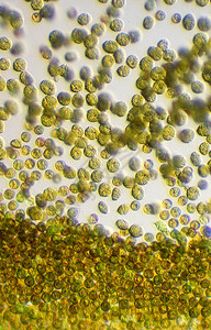 显微镜下藻华中的有毒金藻图片