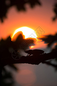 美的一张照片一只雌鹿甲虫在橡树枝上在海边日落图片