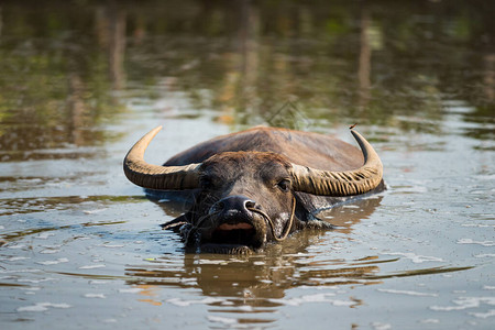 特写泰国水牛在水池上吃草食图片