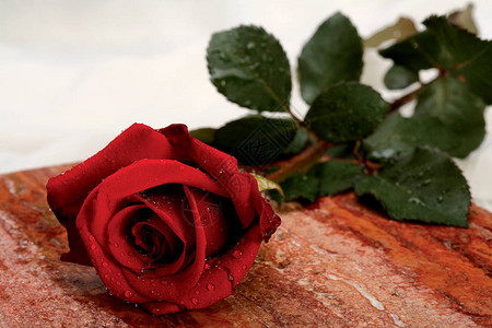 红玫瑰爱的象征图片