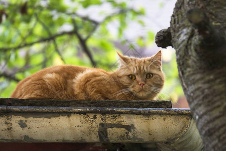 铁皮屋顶上的红色英国短毛猫图片