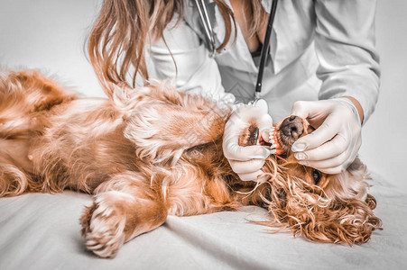 兽医检查狗的牙齿兽医护理概念图片