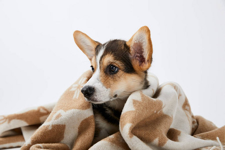 毛毯里的小狗看着被孤图片
